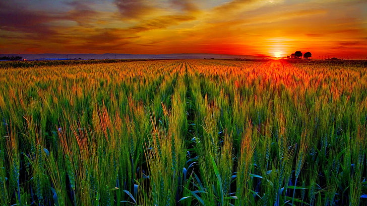 Nature Wheat Field Cereal Wallpaper Preview